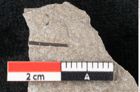 Foto (Detailansicht) von Plantae indet.  (NHMW-GEO-2024-0188-6699)
